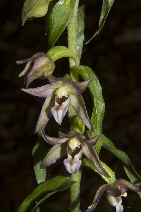 Epipactis placentina